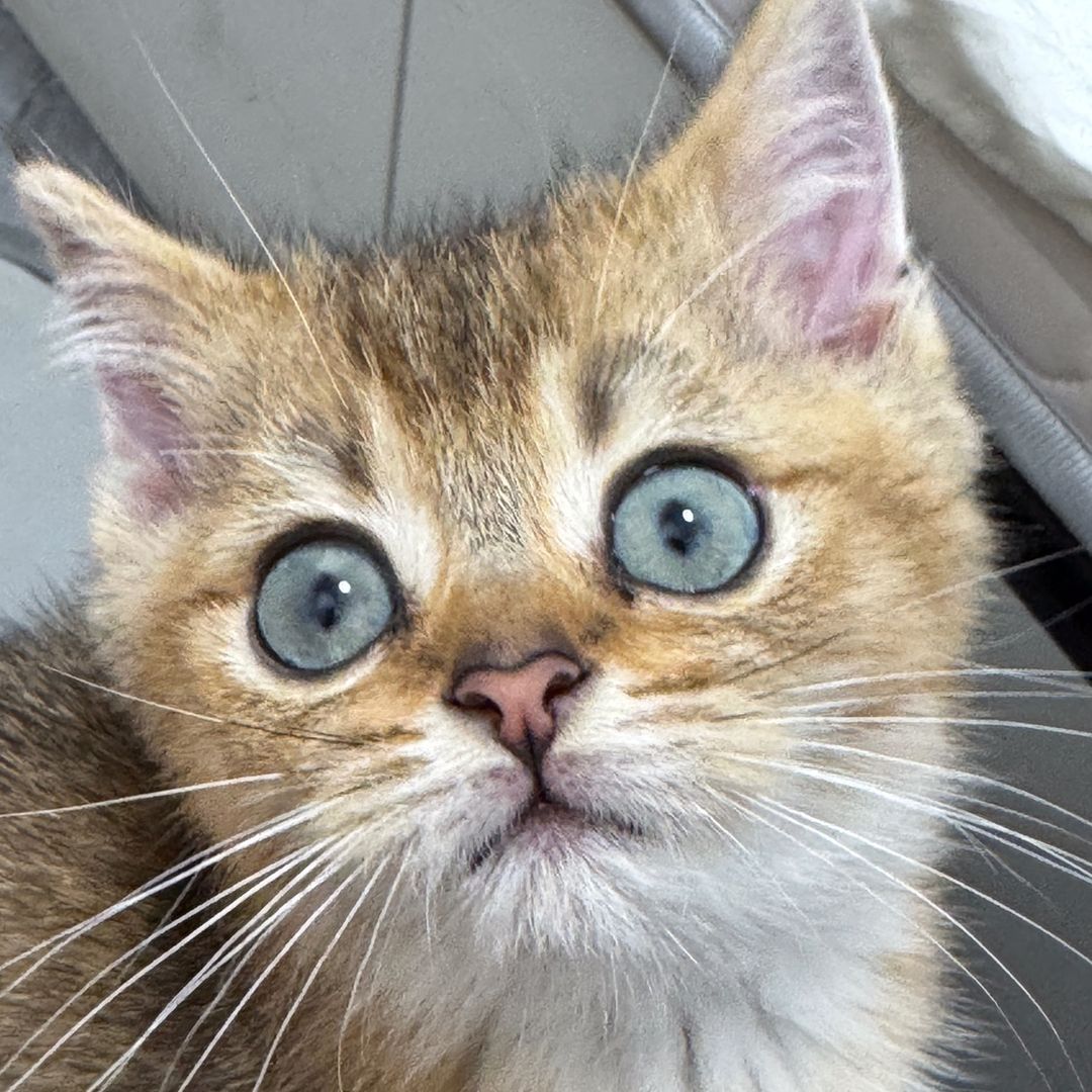 猫を飼っているお客様